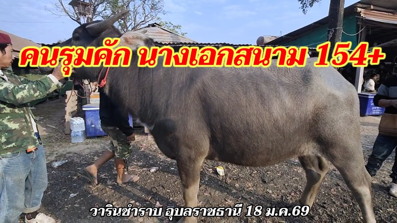 คนรุมคัก นางเอกสนาม 154+ ควายงาม ควายเลี้ยง เข้าเยอะ วาริน อุบลฯ