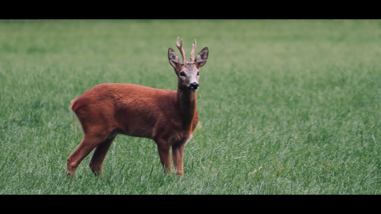 Natuur in 2025 - Wolf Ree Bever Zwijn Ooievaar Zeehond