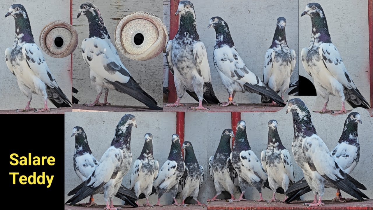 Salary Teddy Kabootar. 🤩 A R Pigeon Farm. Parbhani. Maharashtra.