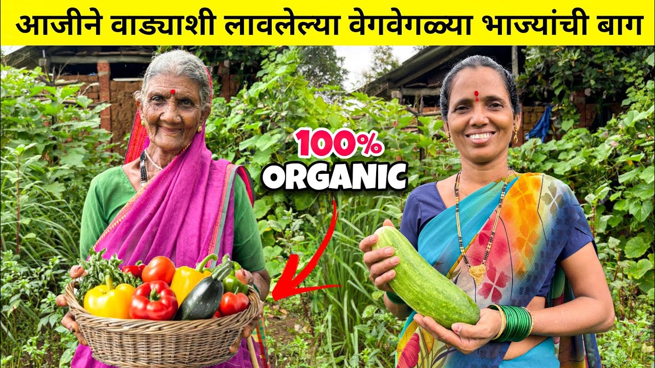 वाड्याशी गेलो आजीने लावलेल्या भाज्यांच्या बागेत | तिथुन आणल्या ताज्या भाज्या आणि काकड्या 
