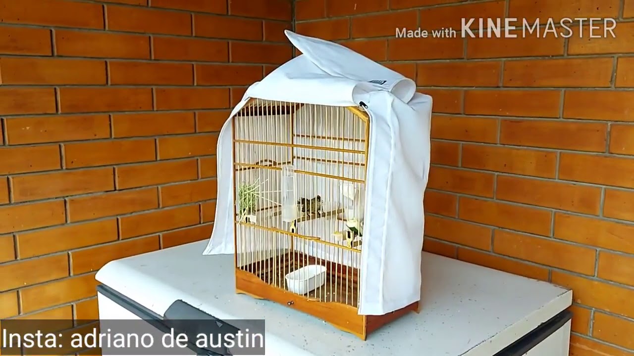 ESSE TIZIU PARDO VAI TE DEIXAR TONTO ( INCRÍVEL ESSE BICHO )