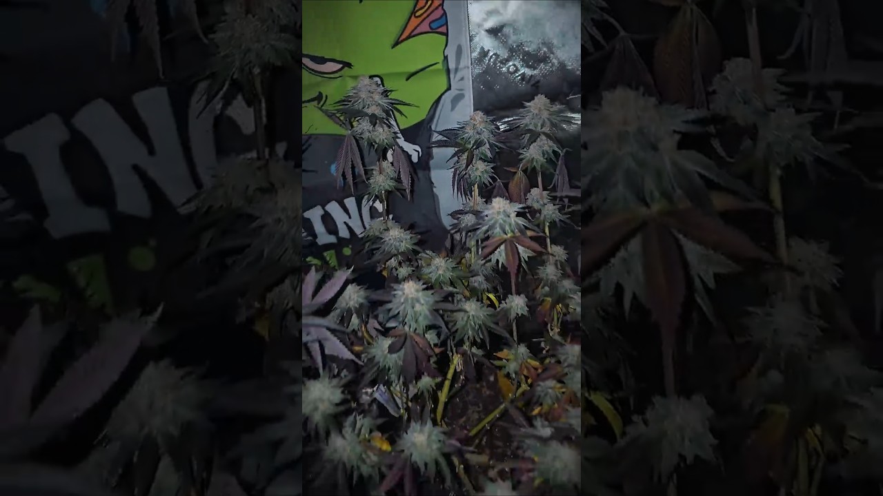 Pink Magic Ernte #420 #cannabisgrow #indoorgrow #cannabiscommunity #bl&uuml;te #grow #livingsoil