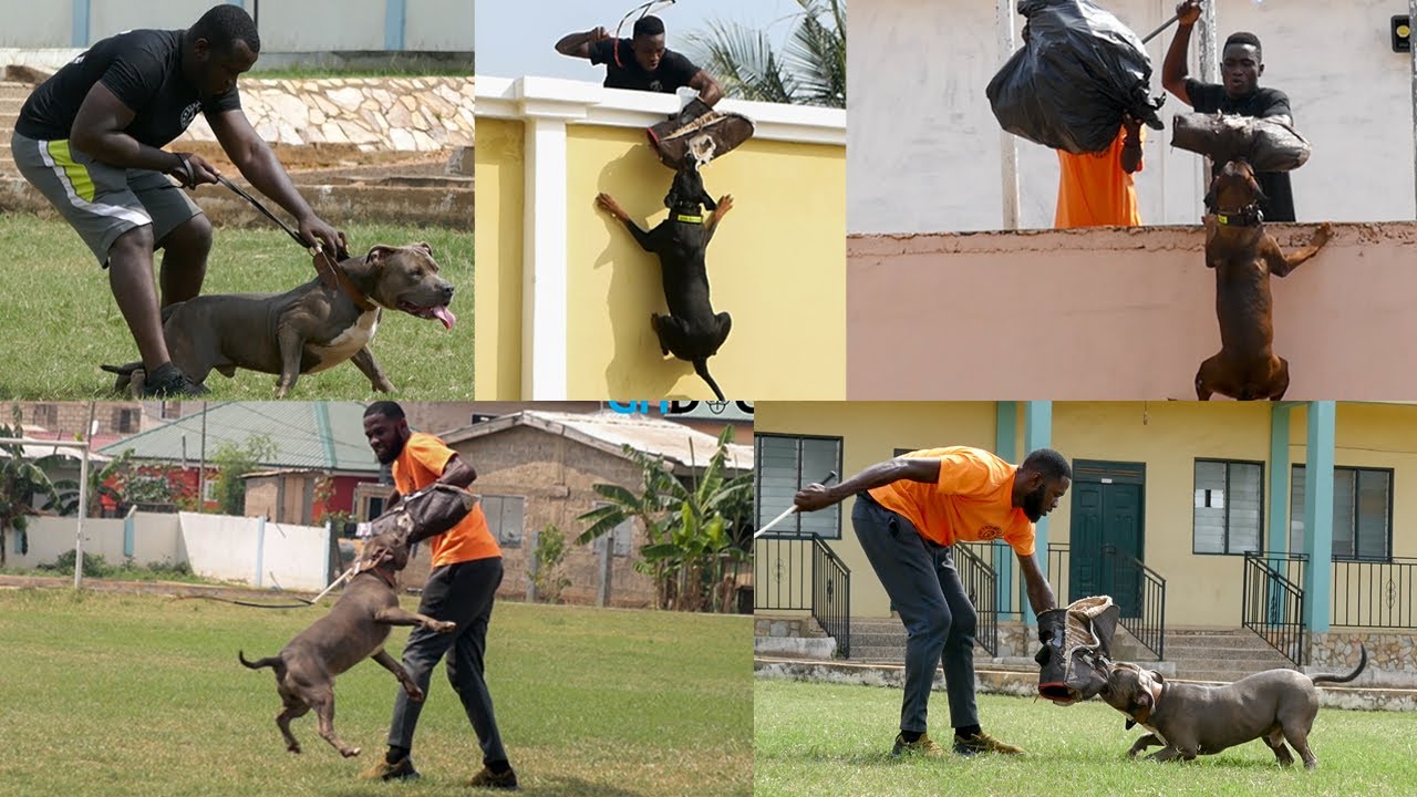 Hero's K-9 awesome protection training compilation with pitbull, Rottweiler etc
