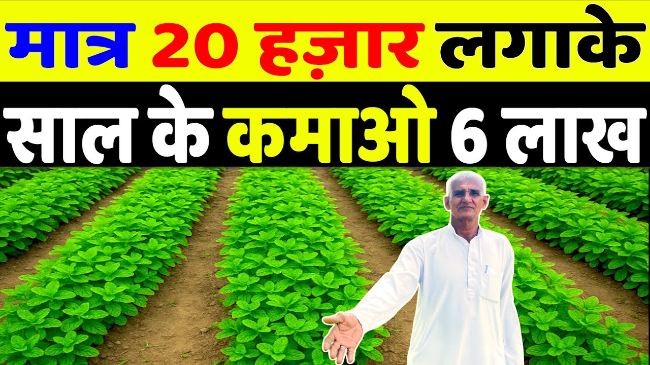 🌿पुदीना की खेती में बढ़िया कमाई Pudina Ki Kheti Kaise Karen।Pudina Ki Kheti