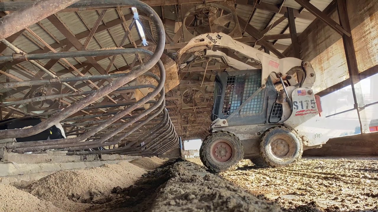 Putting sand in the free stall barn!