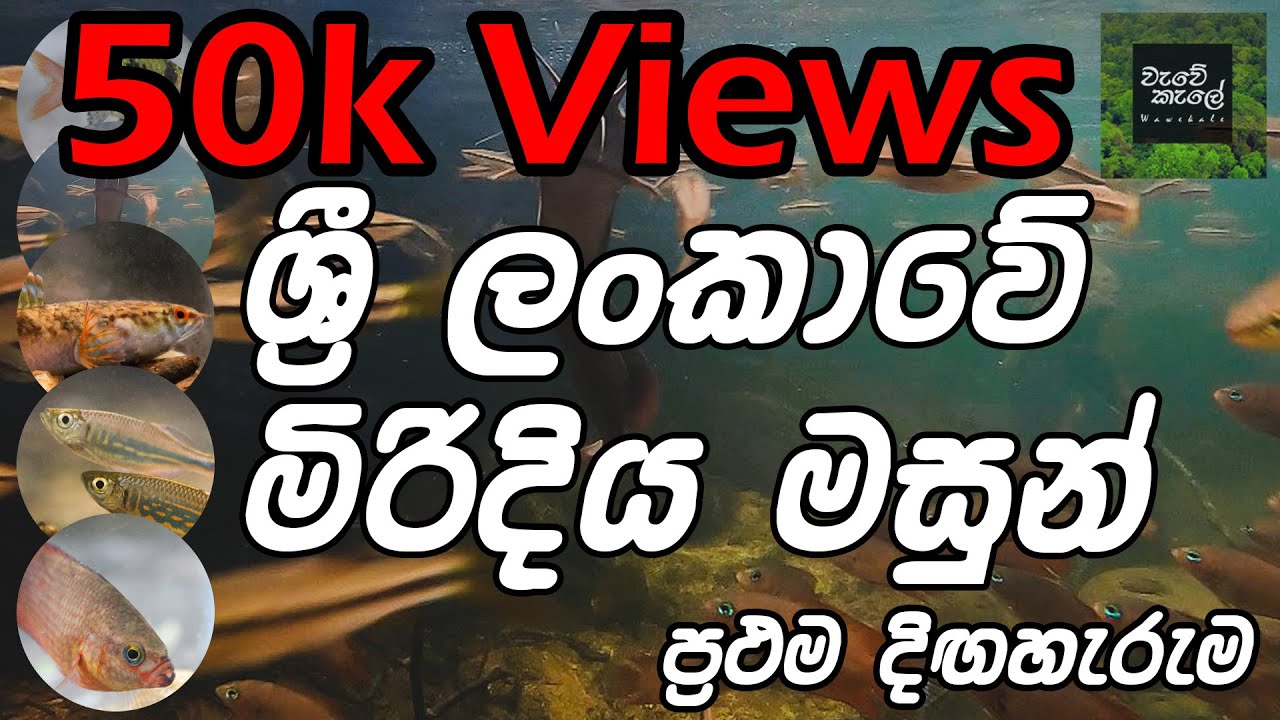 ශ්‍රී ලංකාවේ මිරිදිය මත්ස්‍යයින් | Fresh Water Fishes of Sri Lanka | Wildlife Documentary | Full HD