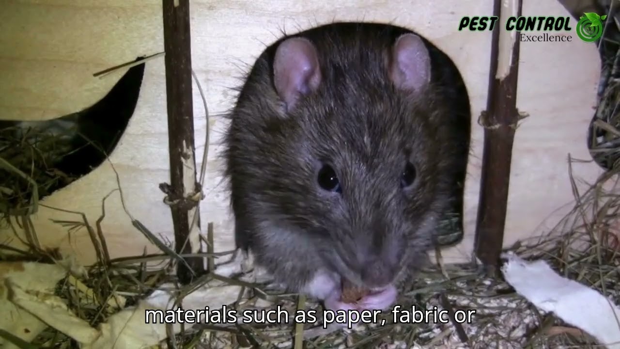 How to fight rats with Pest Control Excellence