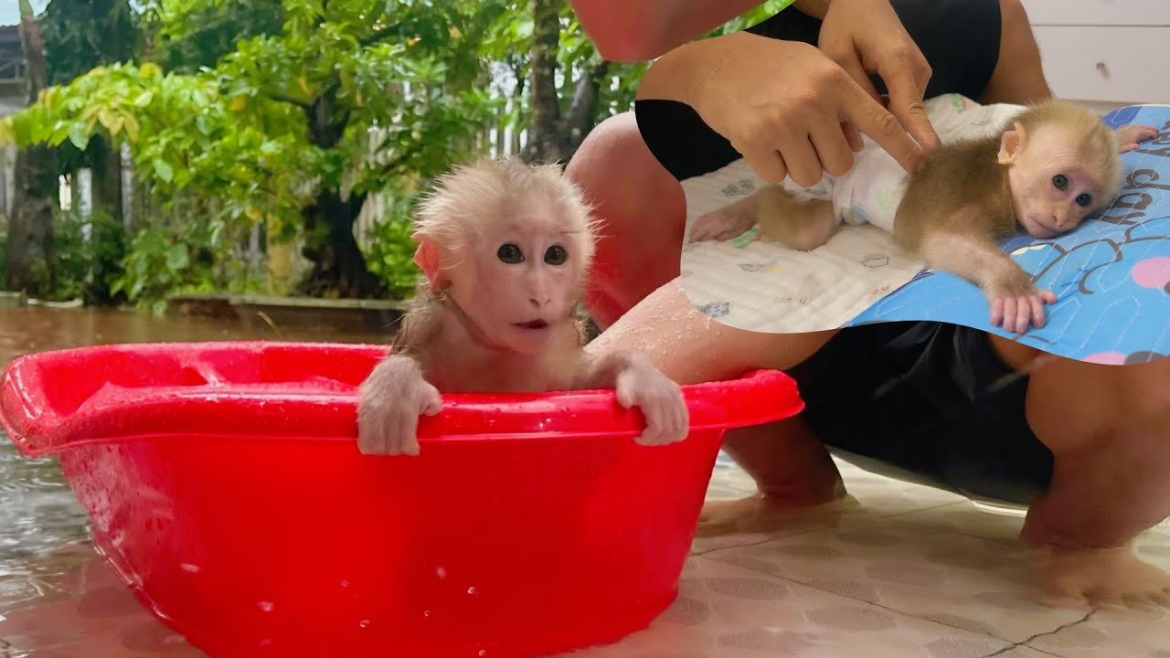 Baby Monkey still gets special care from Dad, even in the terrible flood.