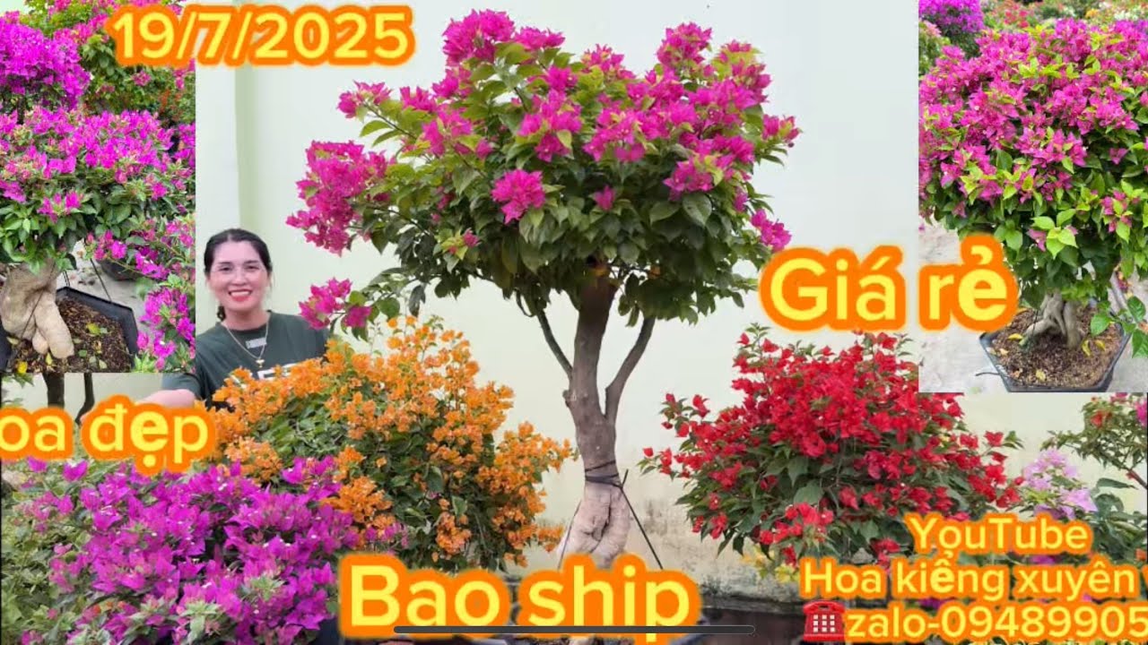 Hoa kiểng xuyên võ ngày 19/7/2025 nhiều hoa đẹp giá rẻ,bao ship toàn quốc