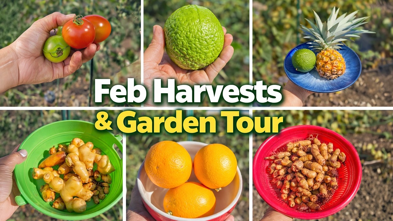 Bountiful February Garden Tour & Harvest: Ginger, Guavas, and More!