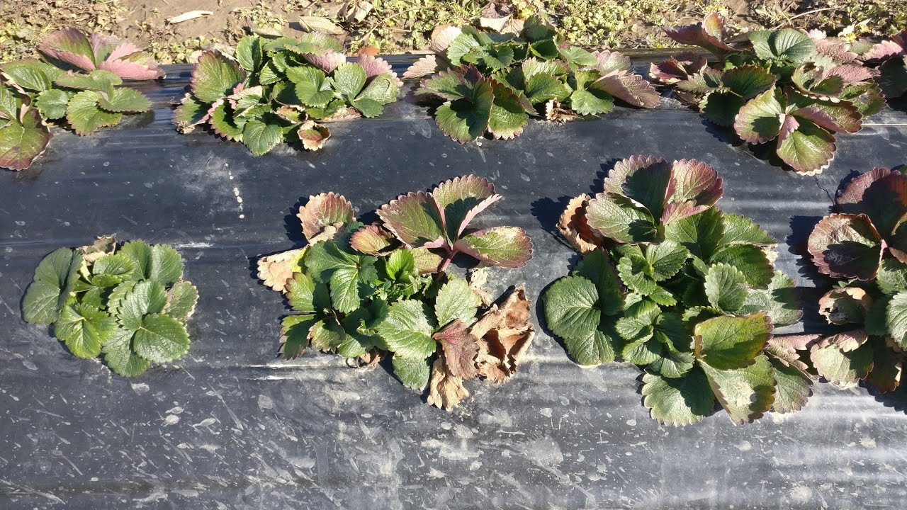 Чистим грунт и другое