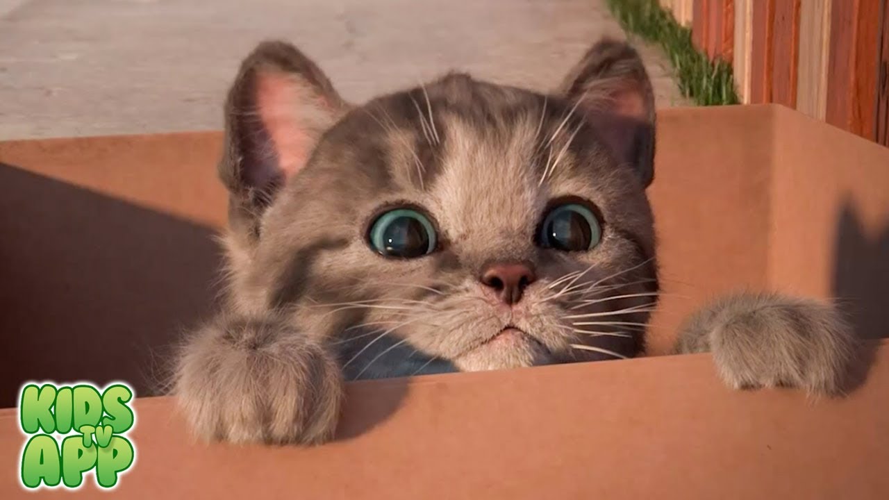 My Favorite Cat Little Kitten Pet Care - Learn & Play - Fun Games for Toddlers, Baby