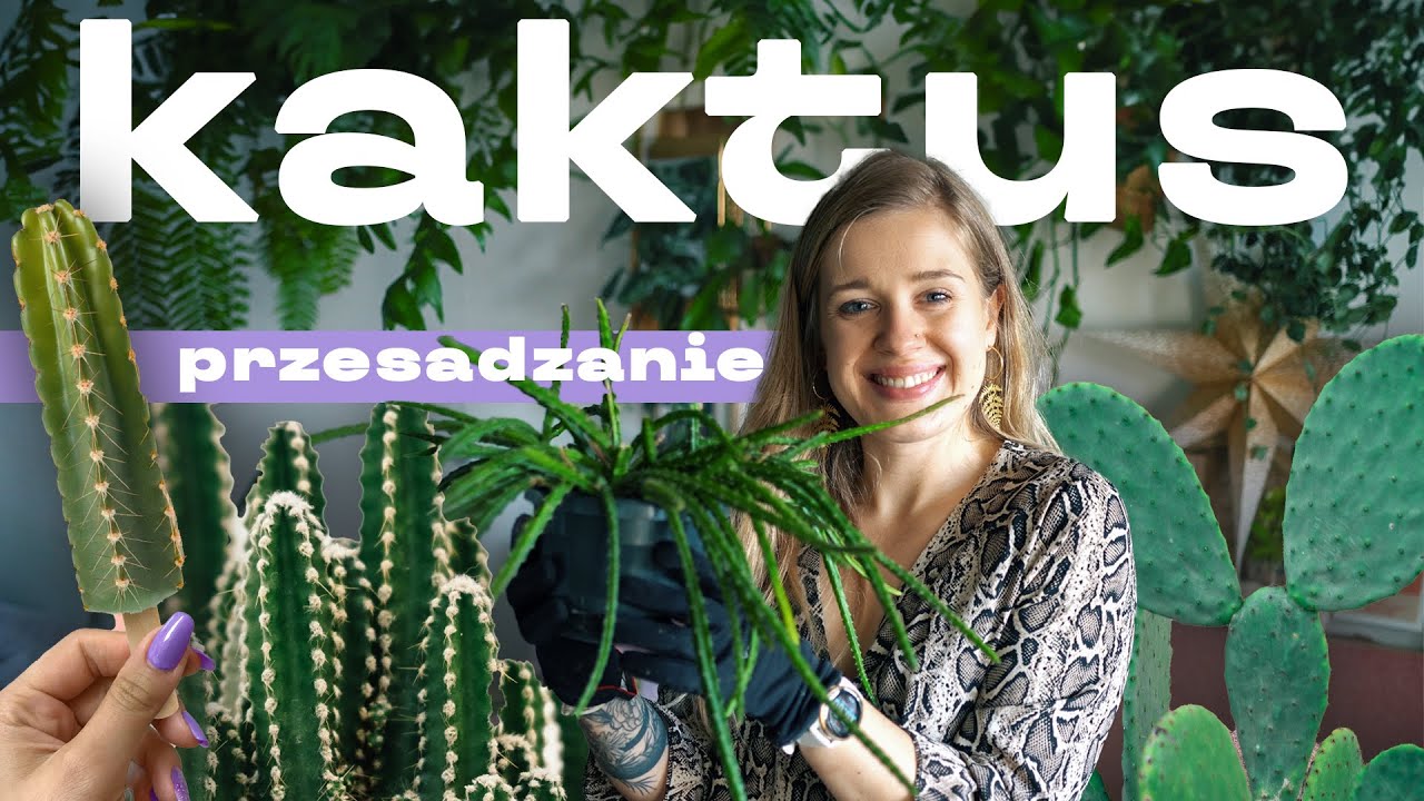🌵 KAKTUSY | przesadzanie | tajniki uprawy