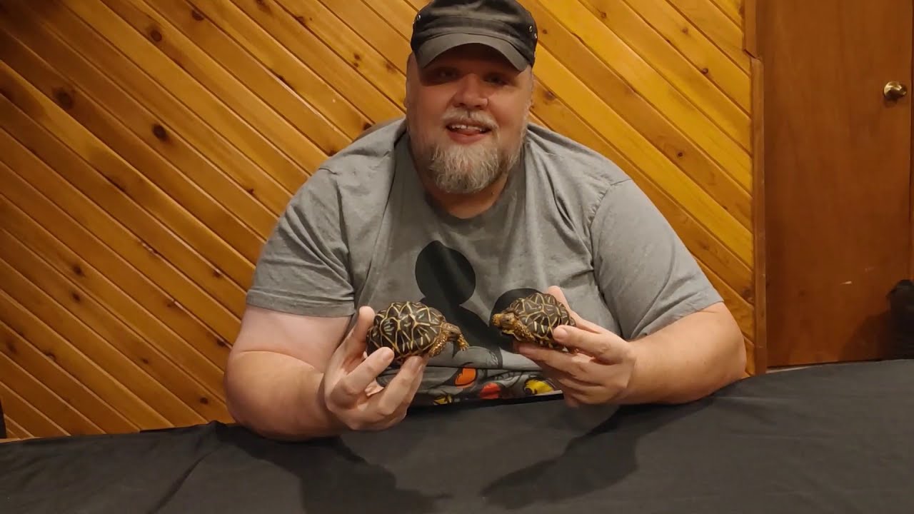 Meet Our New Indian Star Tortoises!