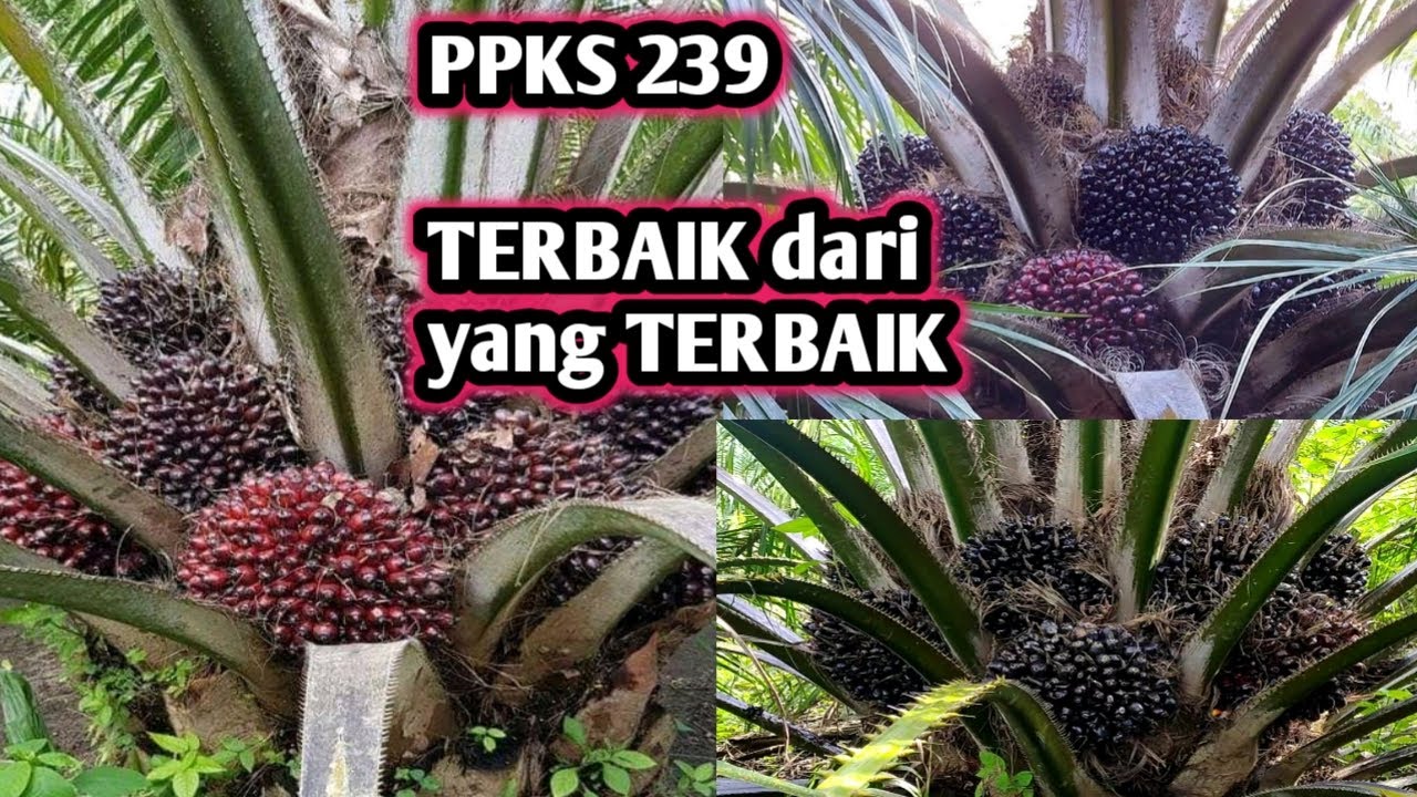 Kelapa sawit unggul PPKS 239 | terbaik dari yang terbaik