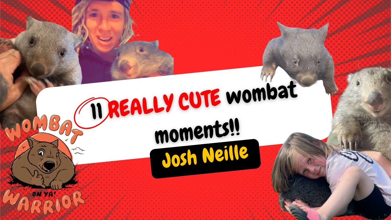 11 Really Cute wombat moments at our hobby farm