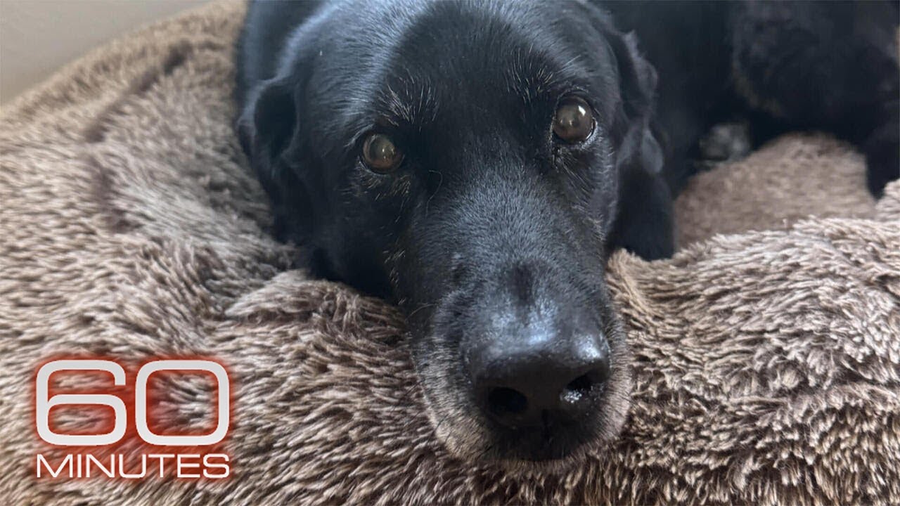 Ralph the dog's impact on science and his family