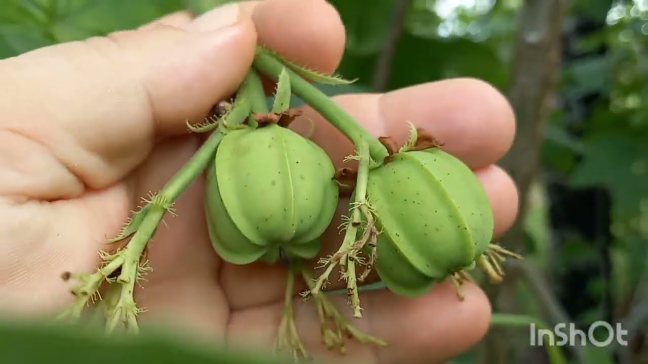 Pinh&atilde;o Bravo, uma planta medicinal da caatinga.
