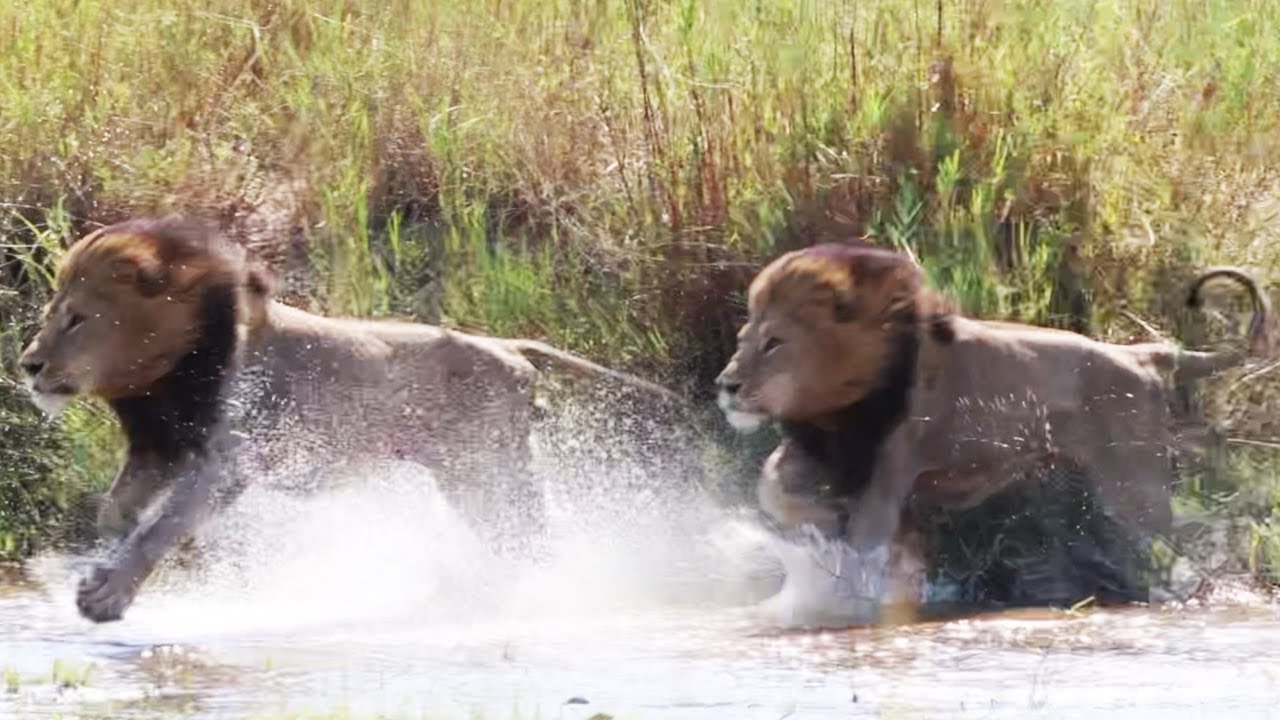 Самец ГИДЖИМА преследует прайд КАМБУЛА 🦁