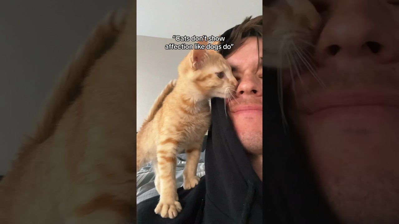 How cats show affection&hellip; #cats