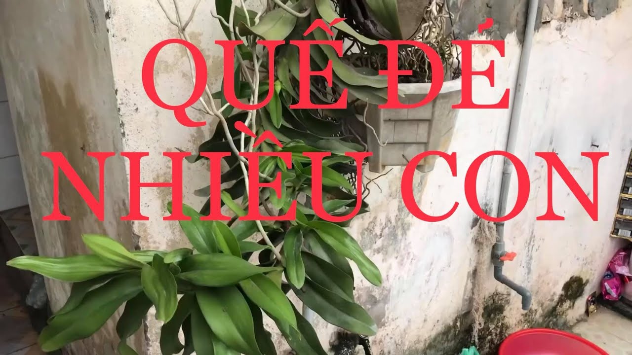 cách trồng quế lan hương đẻ nhiều con. sơn cầm tap 84