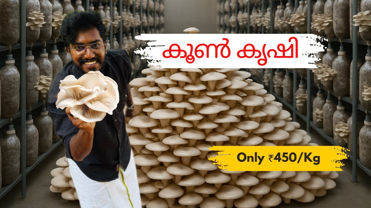 വെറും 35 രൂപയിൽ തുടങ്ങി ലക്ഷങ്ങളുടെ വരുമാനത്തിലേക്ക്! 🍄 | കേരളത്തിലെ ആധുനിക കൂൺ കൃഷി | Agrotill
