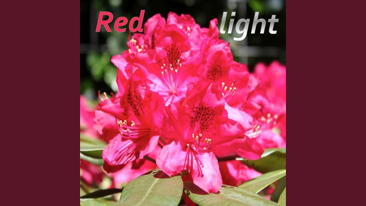 RED LIGHT