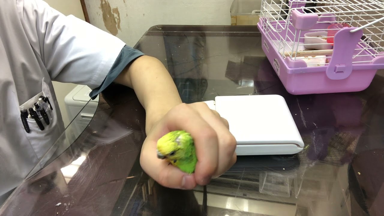 ⑧セキセイインコのピーちゃんの診察日