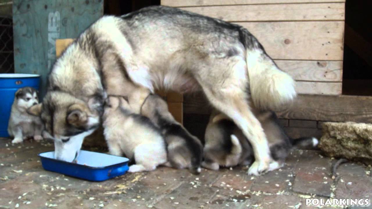 Alaskan Malamute Puppies - 4 weeks old (short HD movie)