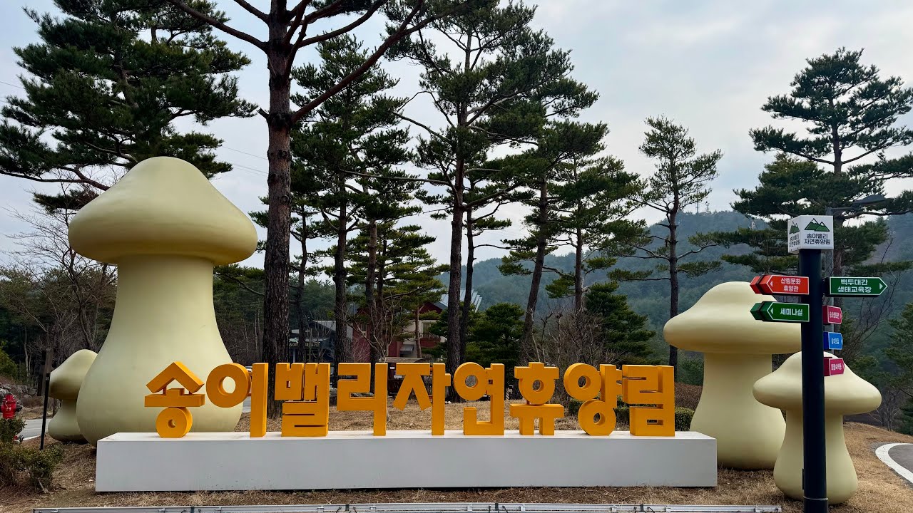 양양송이밸리자연휴양림 단풍나무관 바비큐장 속초야경 속초해변