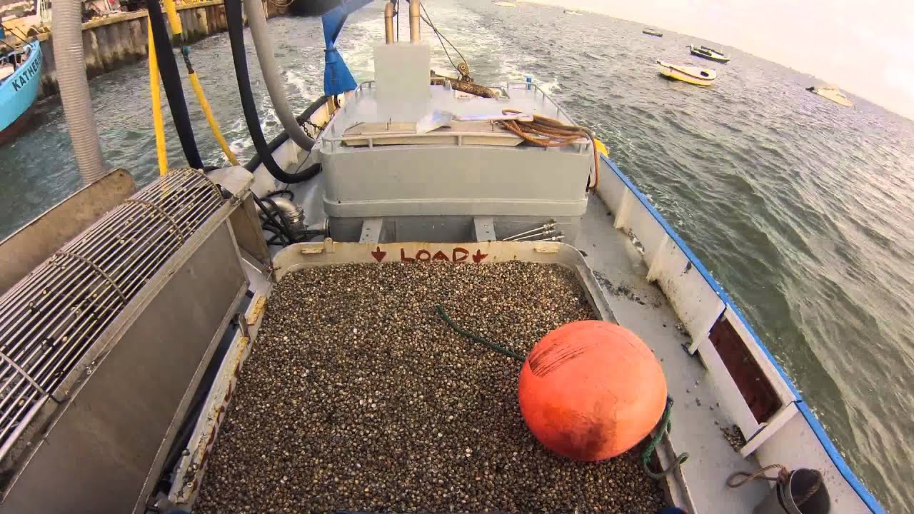 Thames Estuary Cockling 2014