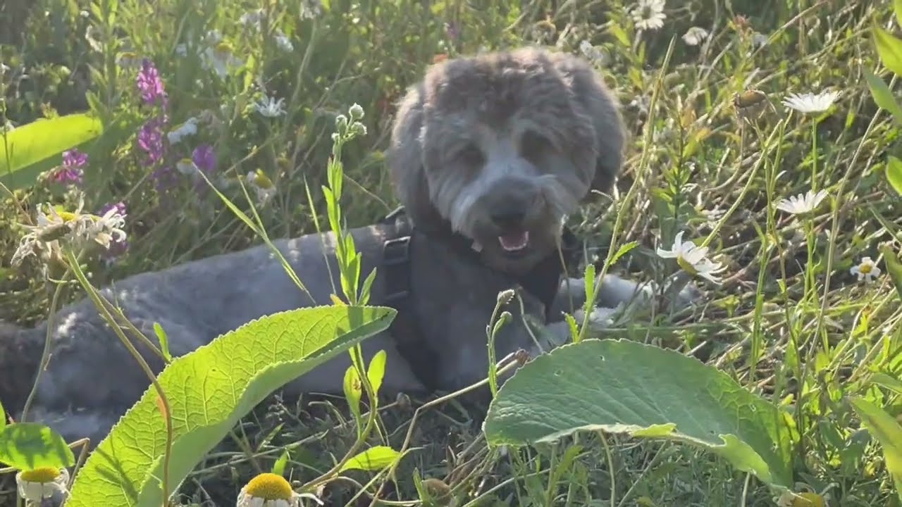 Пересматриваю лучшее видео лета: Чак на цветущем поле🌼