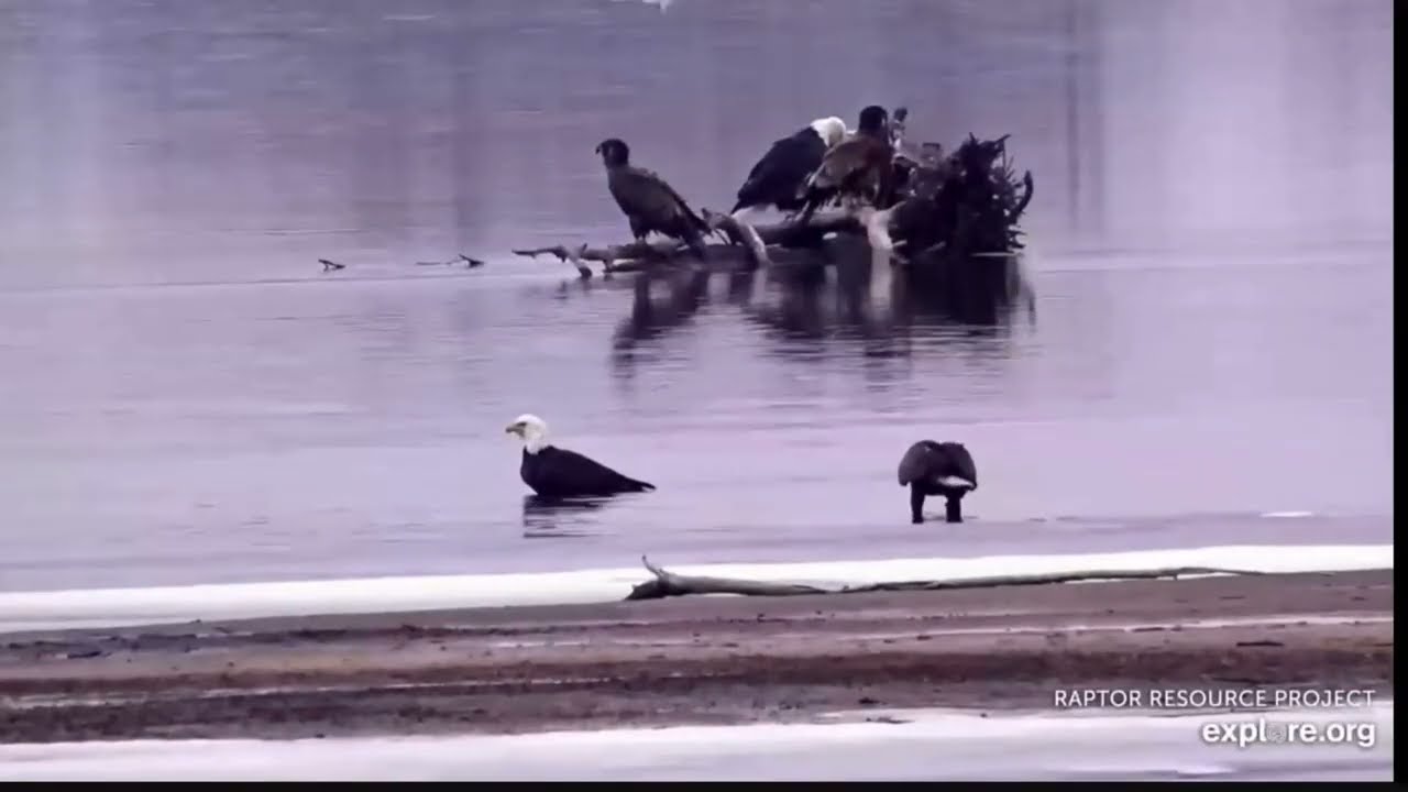 Winter Gathering on the Mississippi River Flyway 🦅
