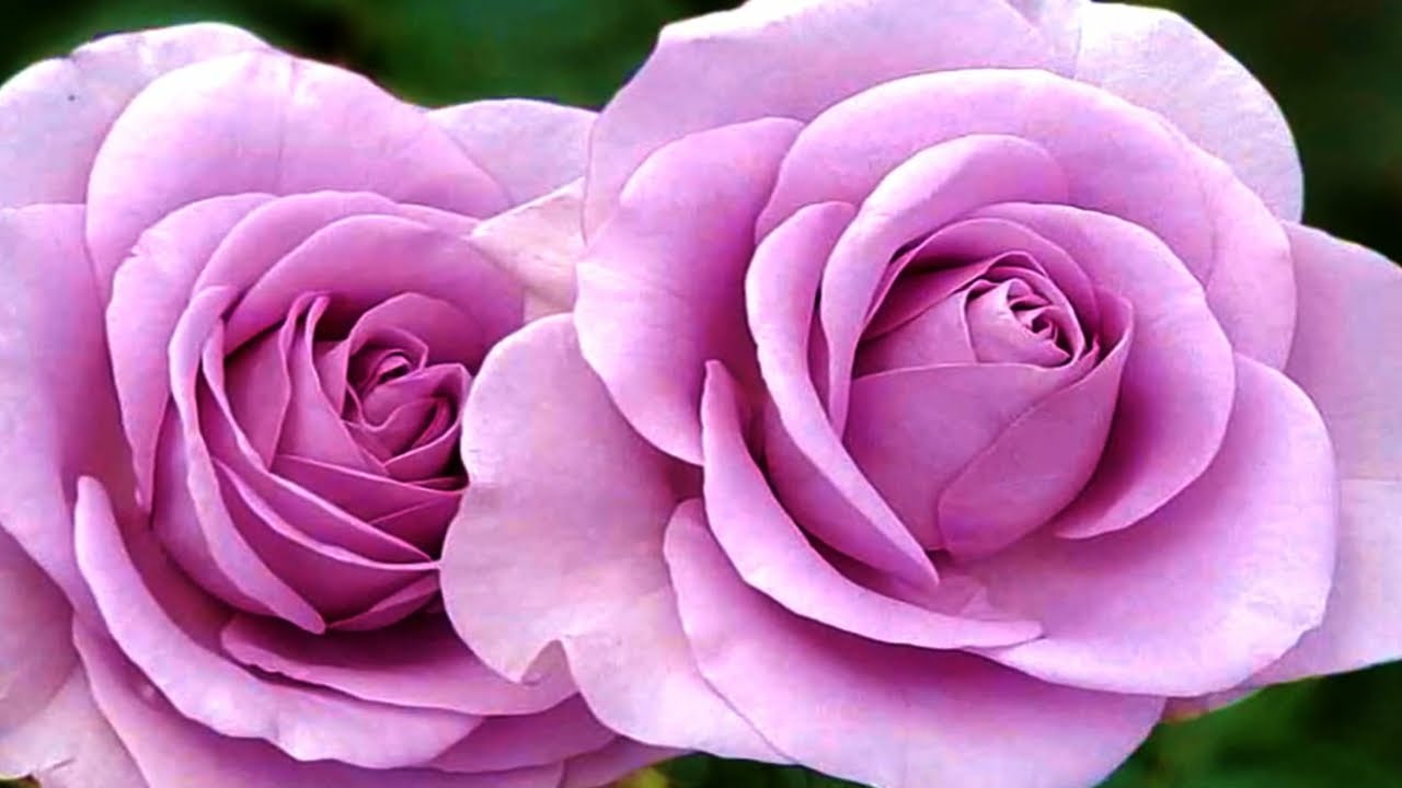 Together because of love flowers! (HD1080p)