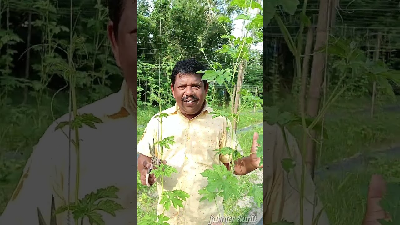 ഇങ്ങനെ ചെയ്താൽ പാവലിൽ നിന്നും മികച്ചവരുമാനം നേടാം..#farming #agriculture