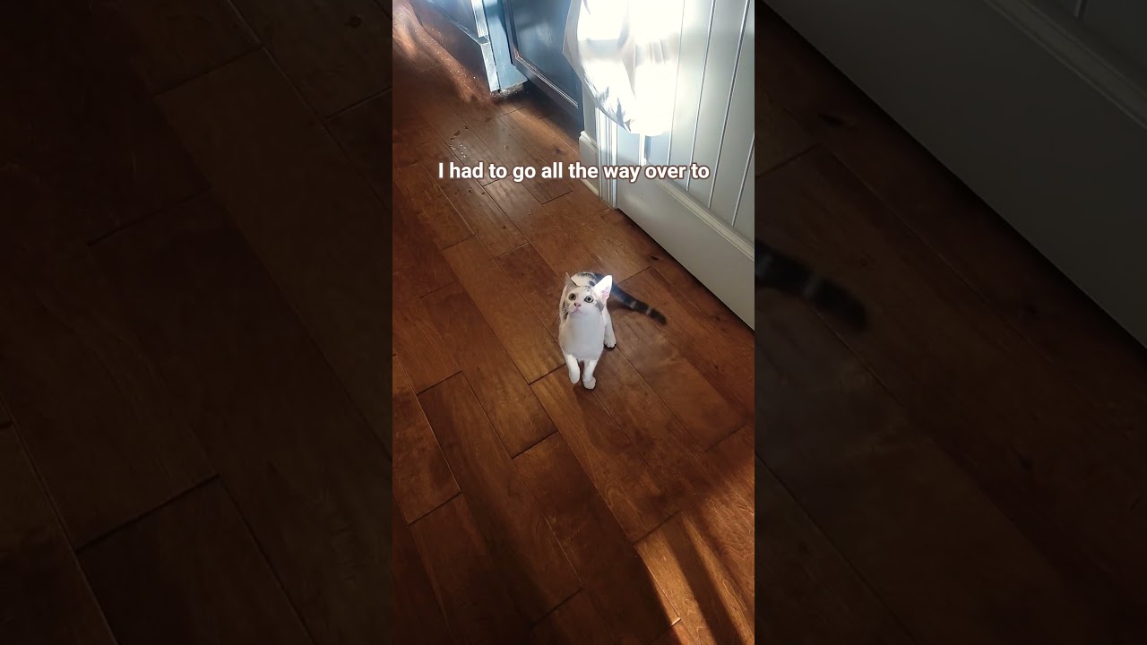 I found you🥳 #trending #funny #ytshorts #trendingshorts #fyp #memes #cute #cat #catvideos #coconico