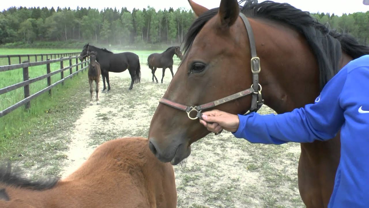 Hej Boko Stables!