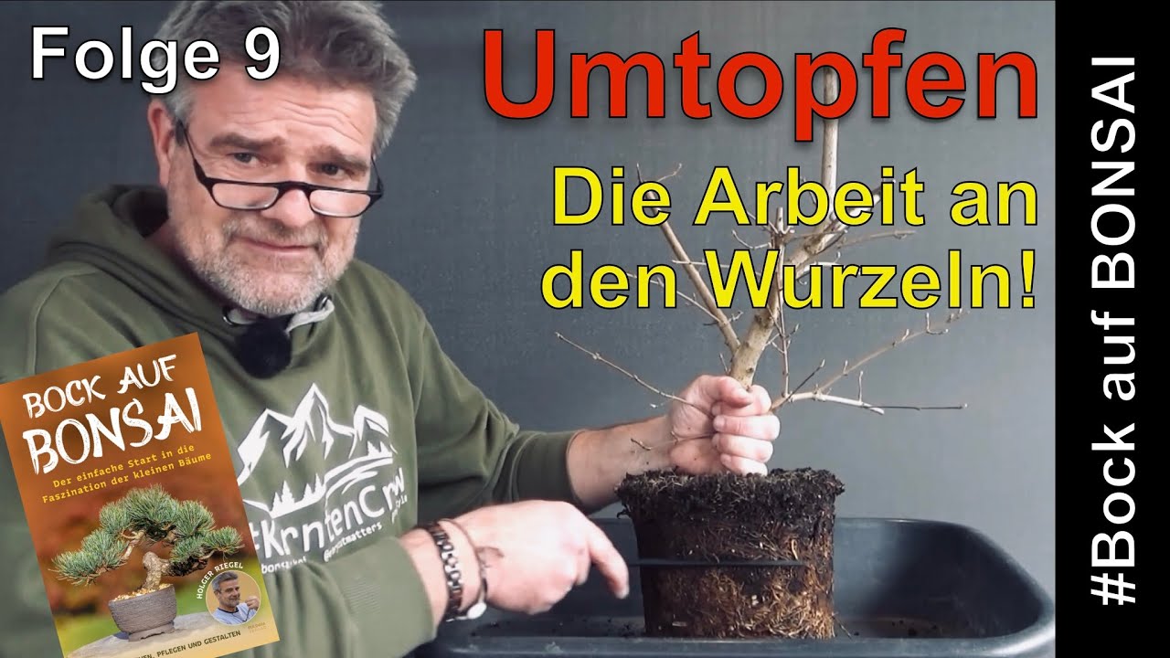 Bock auf Bonsai - Basics - Folge 9 - Umtopfen - Die Arbeit an den Wurzeln!