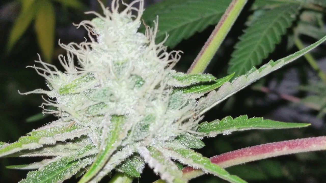 Indoor Update 9/11: Fruity Chronic Juice, Jesus OG, Mr. Cruz