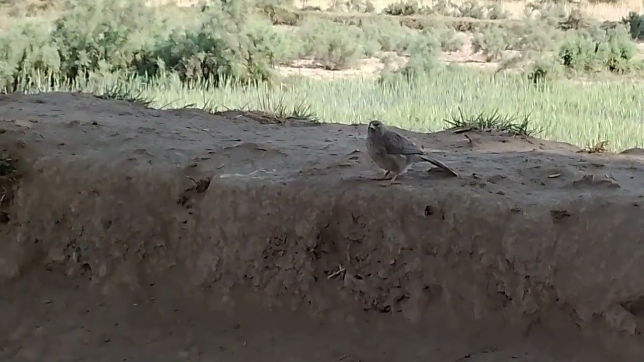 #Hunting vairl Hunting video#vlog for you#FYP 