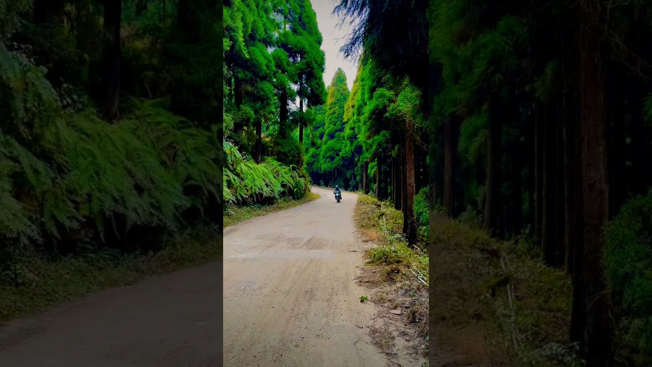 A ride through the pine forest  #darjeeling #kurseong #pinetress #hills #queenofhills #rider #biking