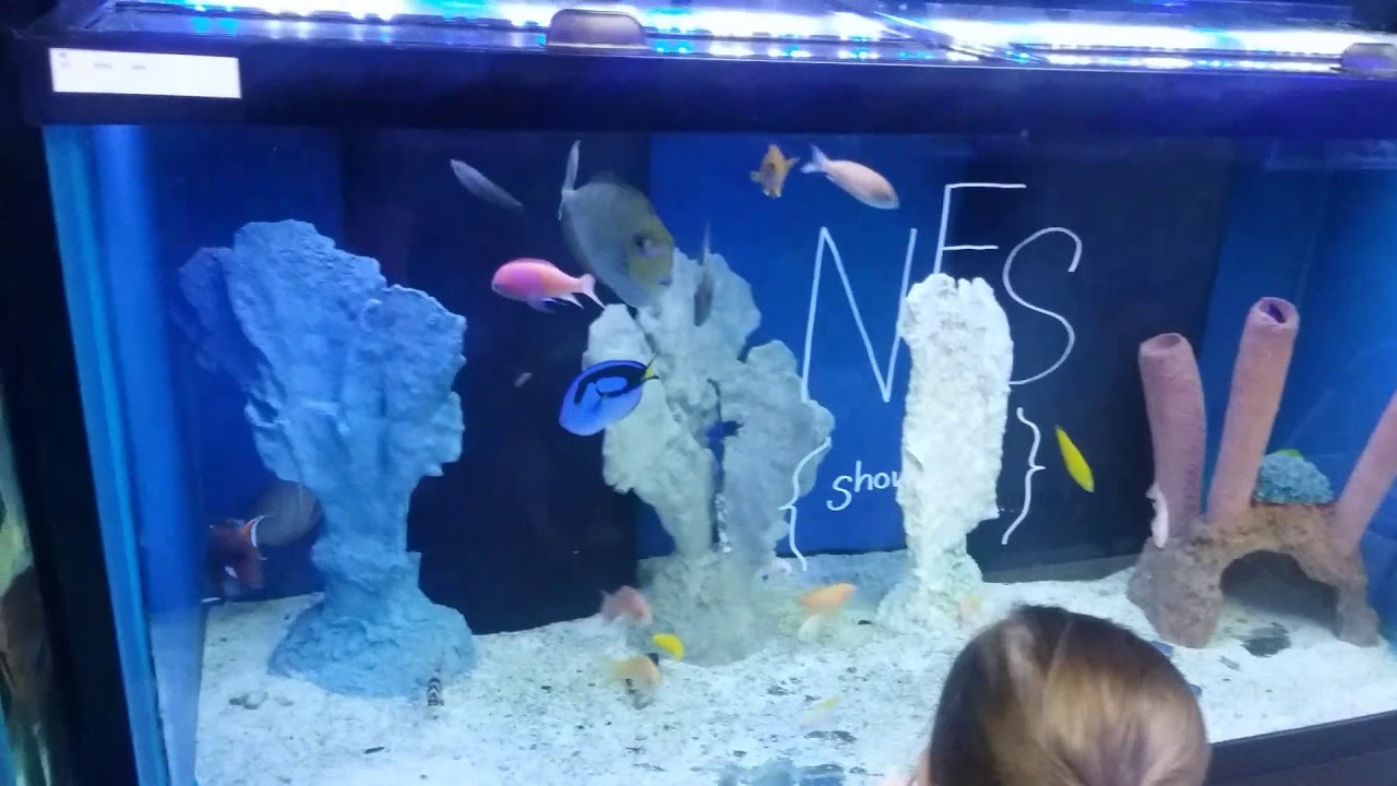Creative Aquariums in Tampa, FL