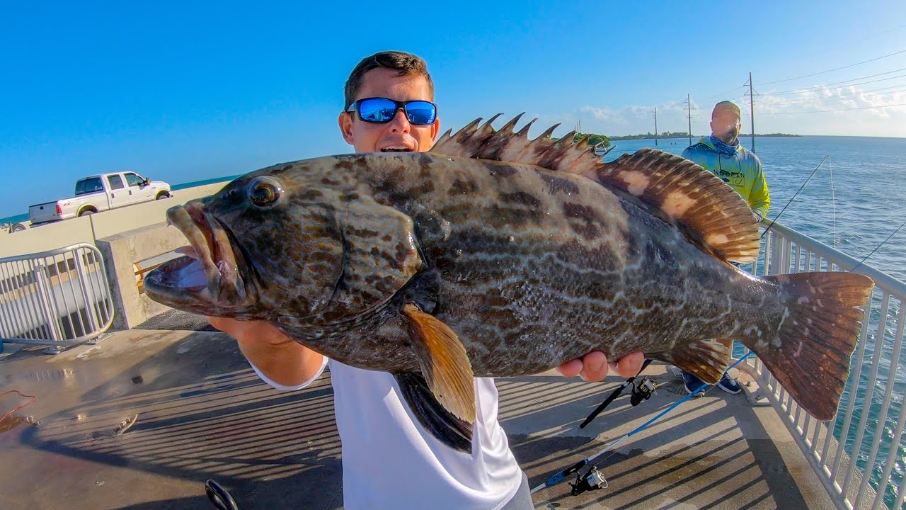 UNEXPECTED Catch From SIDE of ROAD! (FL Keys Bridge Fishing)