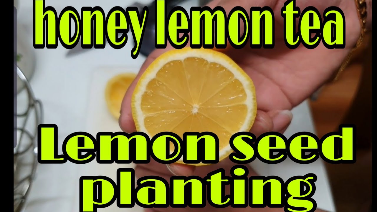 Honey Lemon Home Made And Lemon Seeds Planting