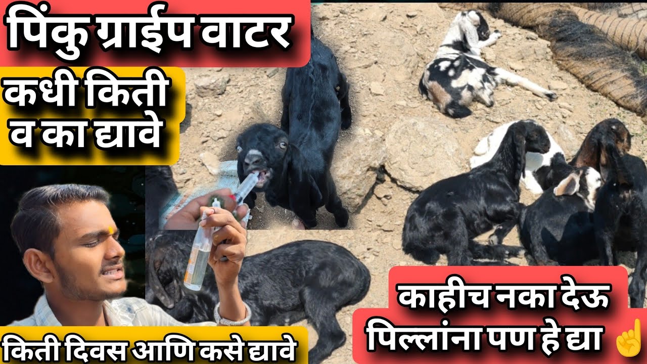 शेळीपालनात पिंकु ग्राईप वाटर चे महत्त्व😃संपूर्ण माहिती एकाच व्हिडिओ मध्ये😀रंधे भैय्या शेळीपालन फार्म