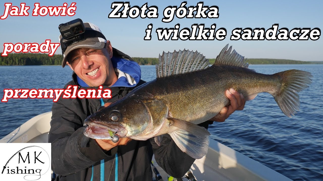 ZŁOTA GÓRKA I WIELKIE SANDACZE | Jak łowić sandacze | Porady przemyślenia | wędkarstwo spinningowe