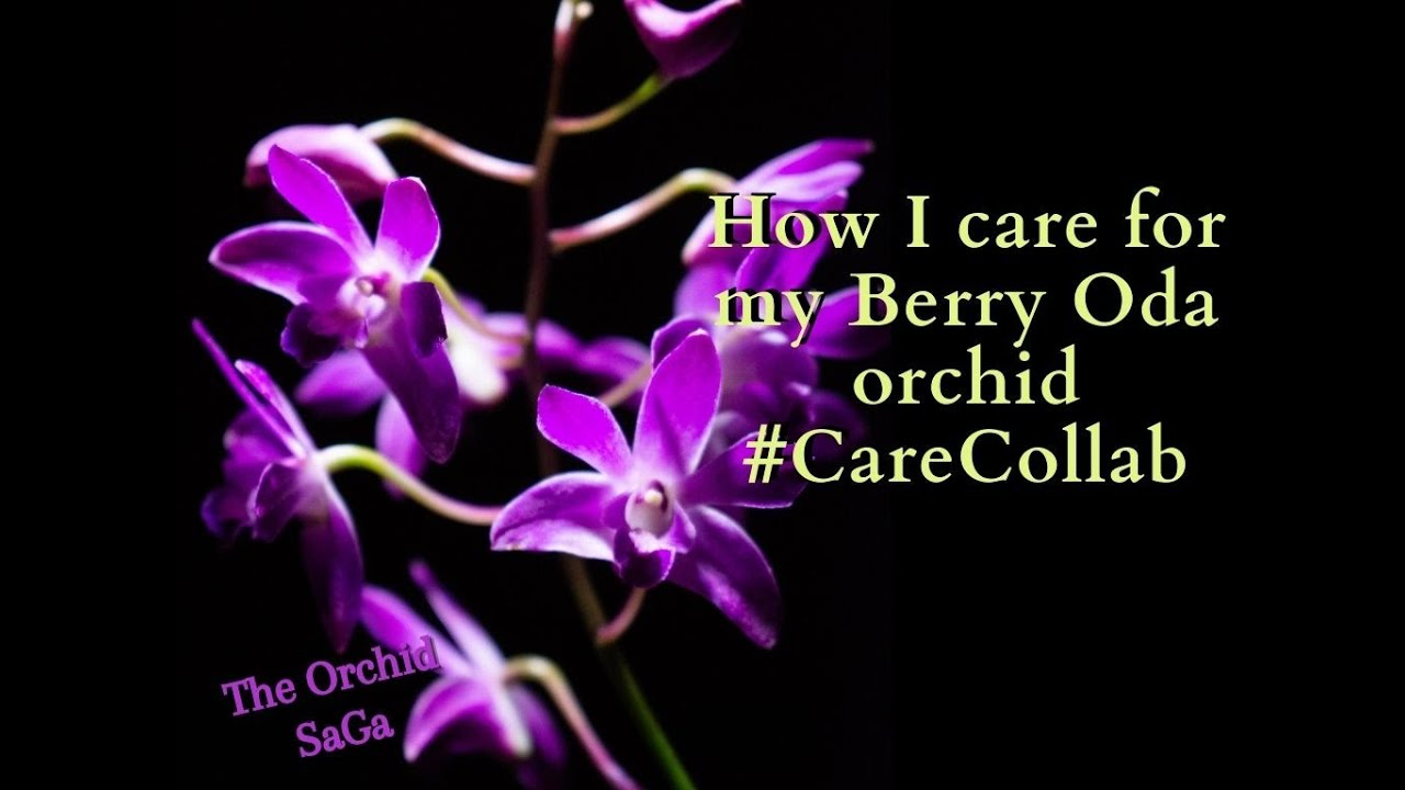 How I care for my Dendrobium Berry Oda #CareCollab
