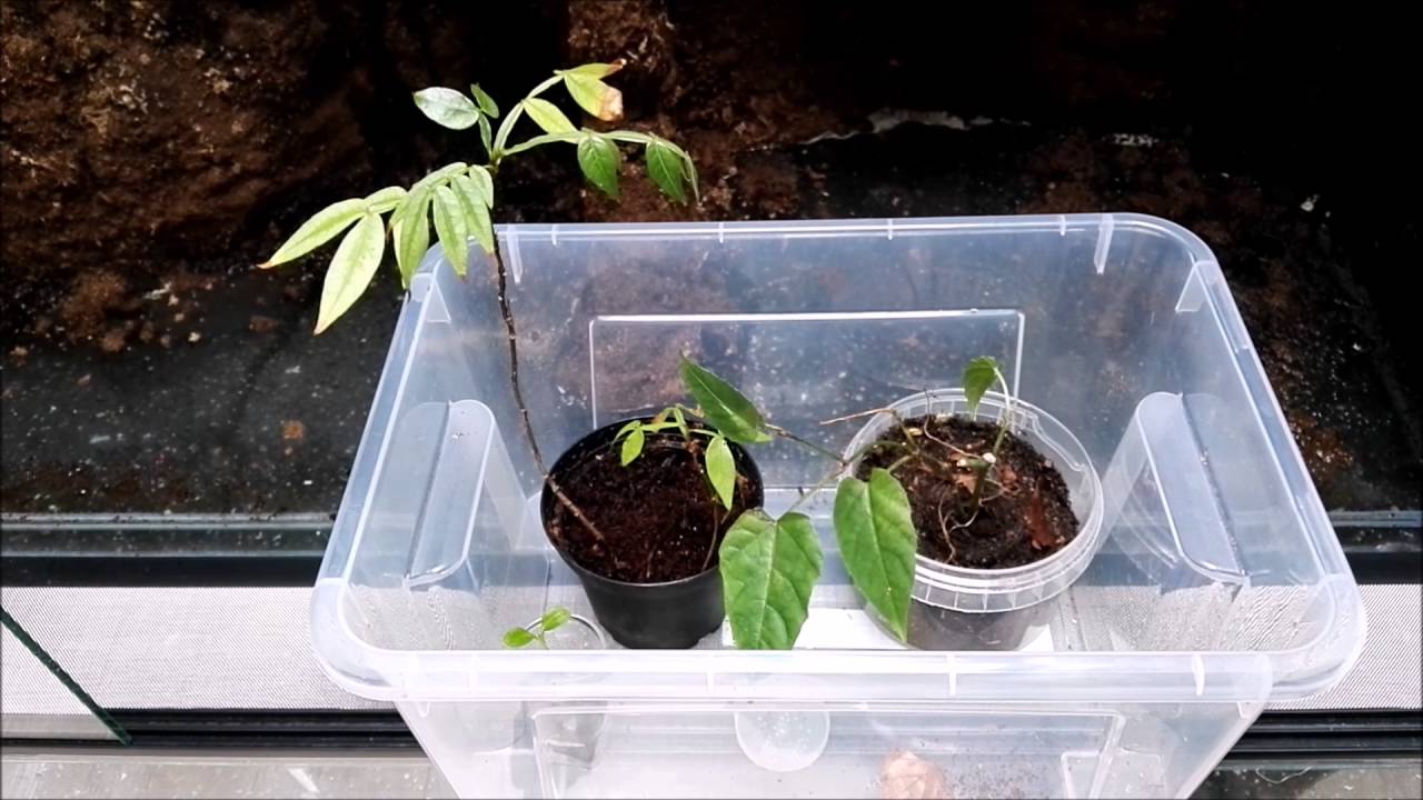 Tropenterrarium Folge 6 Beregnungsanlage