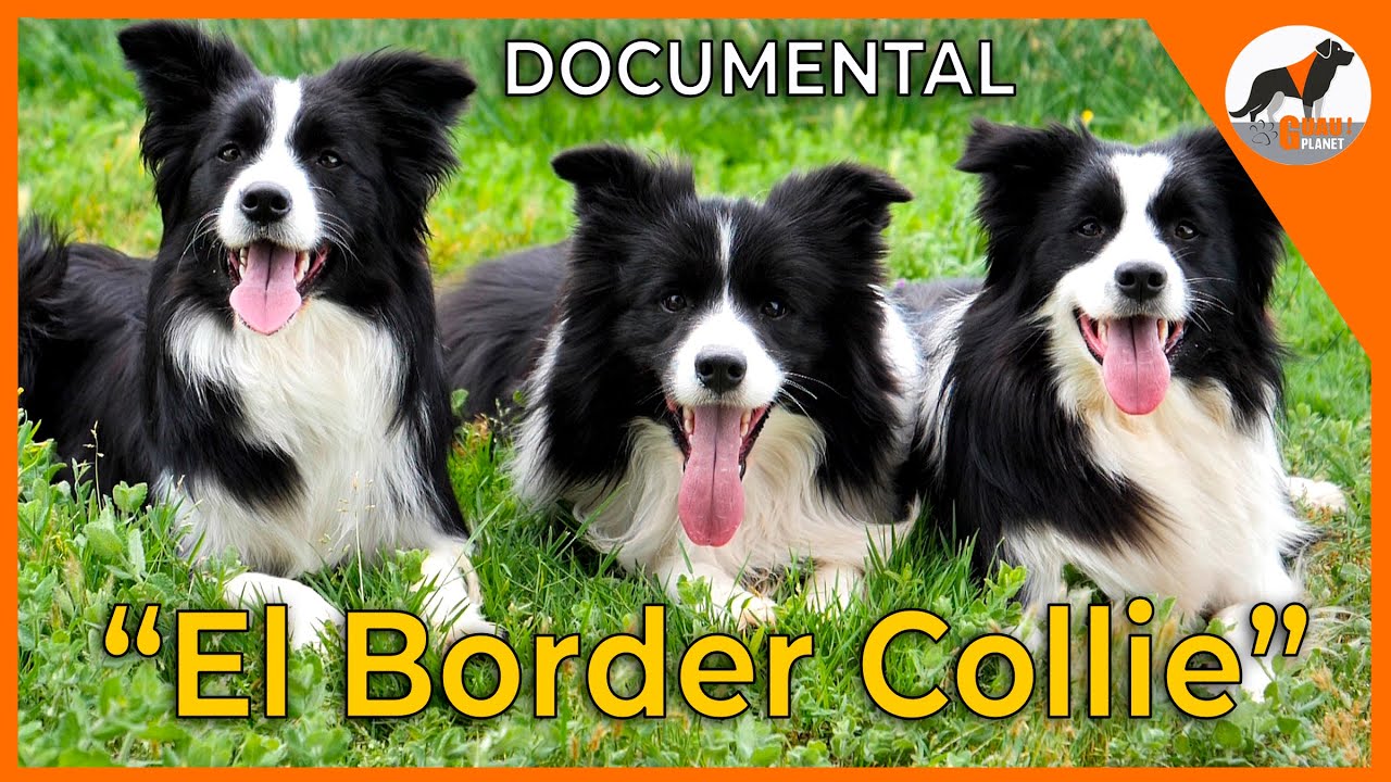 las ventajas e inconveniente del El Border Collie 