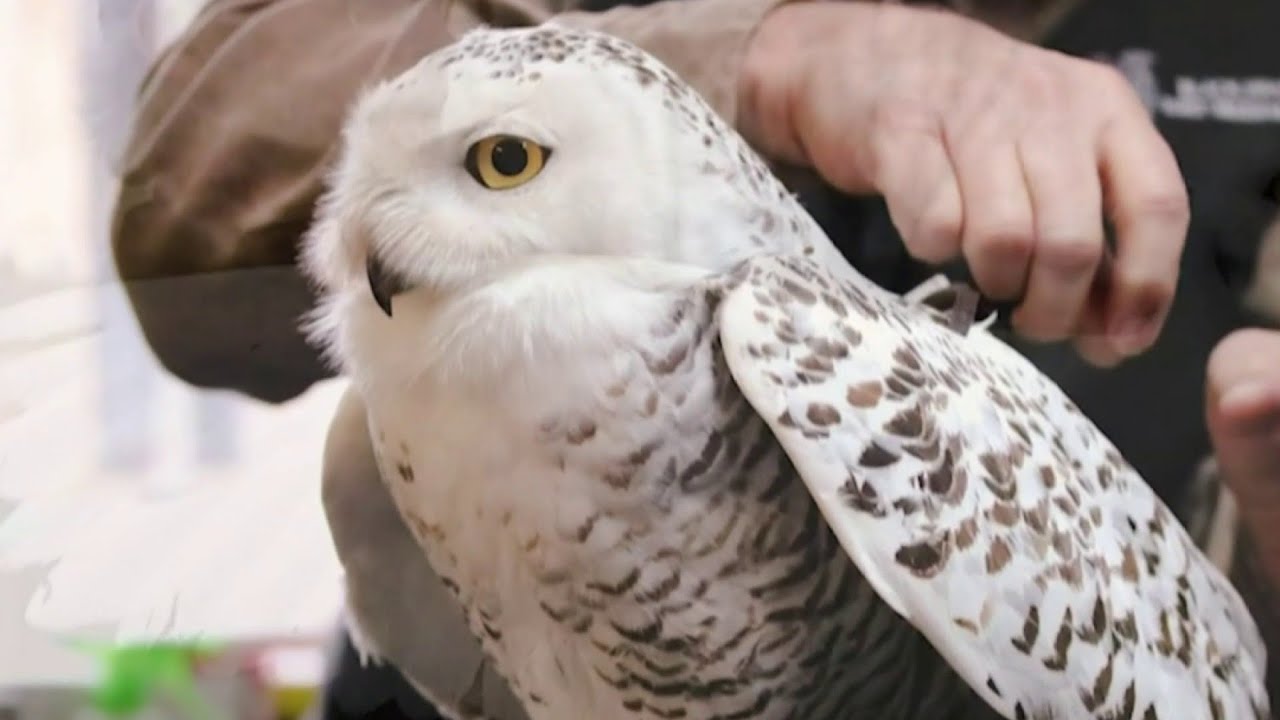 'All 4 Pets' Special -- March 26, 2020